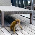お猿さんに出会えるザ リッツカールトンランカウイ