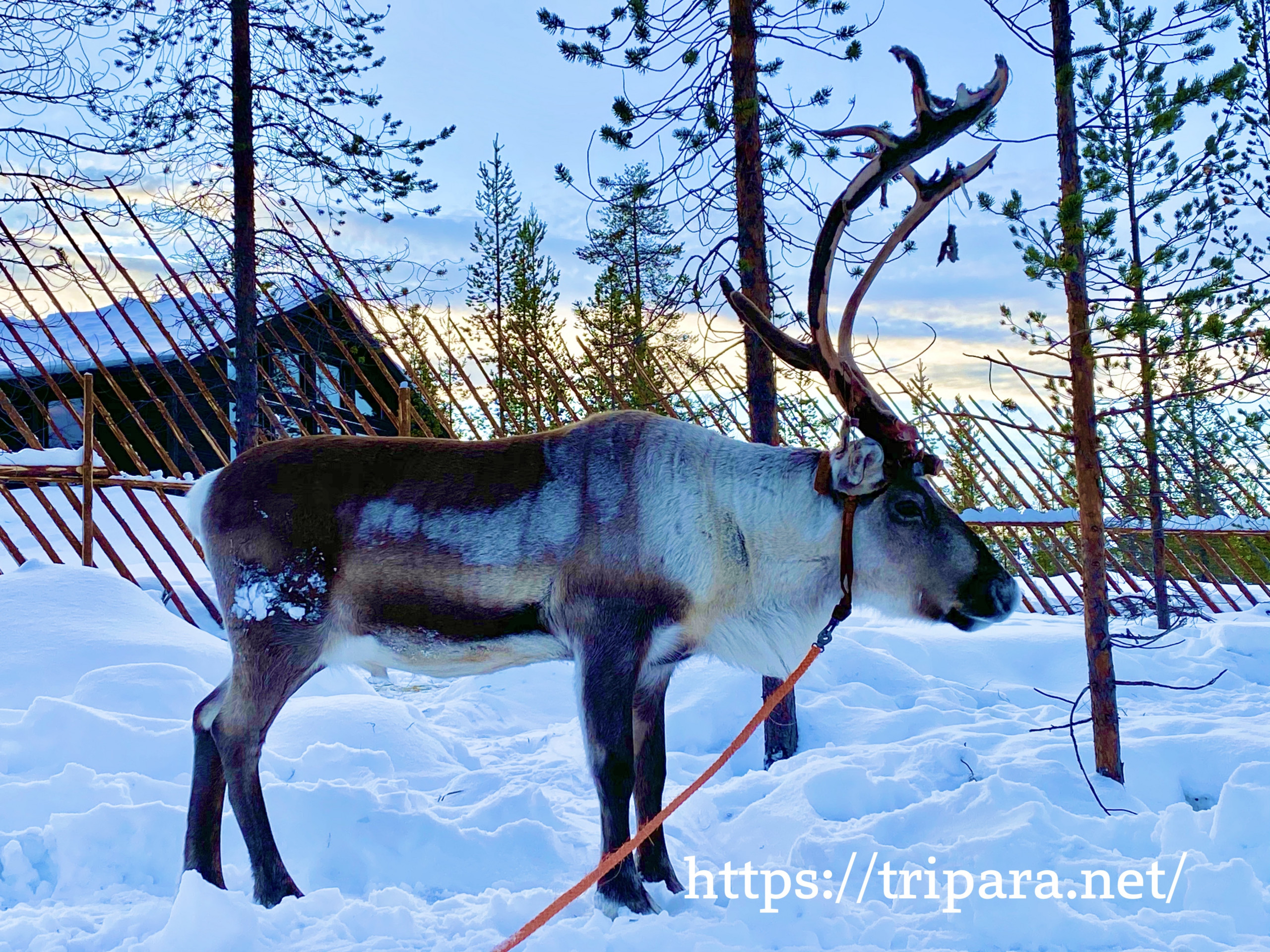 フィンランド　本物トナカイ毛皮敷物 ヴィンテージ品/リアルトナカイ毛皮/ラグマット