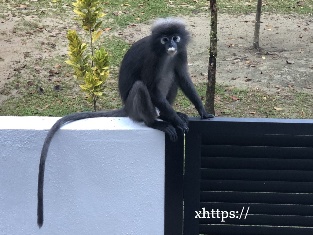 マレーシアの謎のベールに包まれたお猿さんダスキーリーフモンキー Trip Paradise